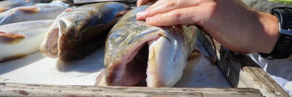 Lake trout on research vessel in Lake Champlain Lake trout on research vessel in Lake Champlain